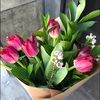 iris030103